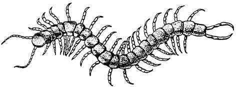 Insects Centipede Coloring Pages