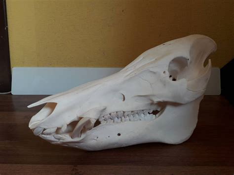 Boar Skull Length 44cm 173 Real Wild Hog Skull For Etsy