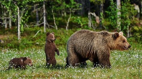 Schwein, Wolf, Bär: Wandern in Gesellschaft von Wildtieren