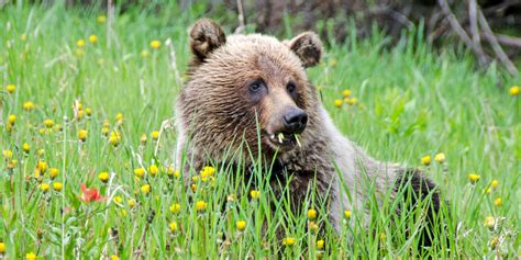 Five Places To See Incredible Wildlife In Europe Huffpost Uk