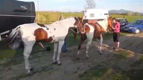 Horse Mating Process Youtube