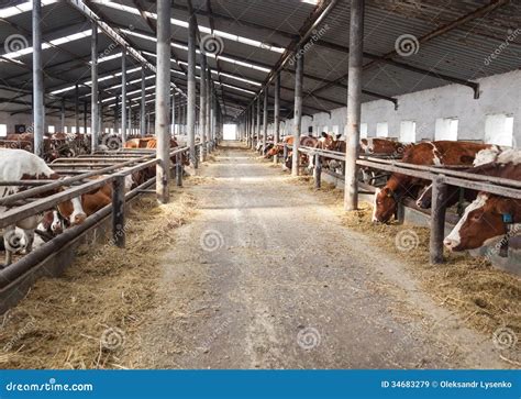 Farm For Cattle From The Inside During Stock Image Image Of Feed