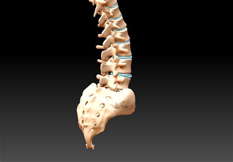 Sketchy Flavors 3d Model Of Lumbar Spine