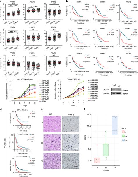 Prmt2 Expression Is Elevated In Glioblastoma And Associated With