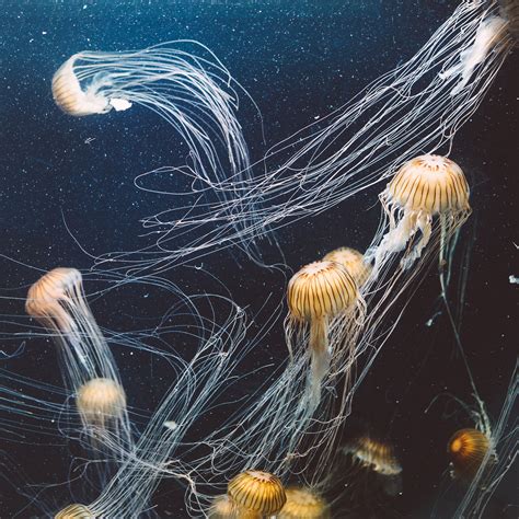 Medusas Inmortales Descubre Todo Sobre Estas Fascinantes Criaturas Marinas