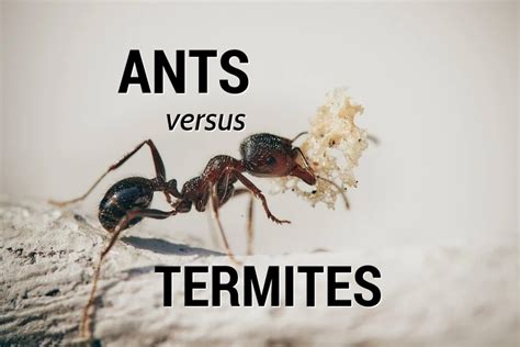 Termites Vs Ants How To Tell The Difference Owlcation