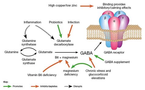 gaba a deepening into the classes of this receptor gaba a ap