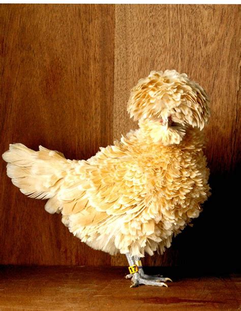 Bearded Buff Laced Polish Frizzle Bantam Hen Picture Chicken Breeds Beautiful Chickens Fancy