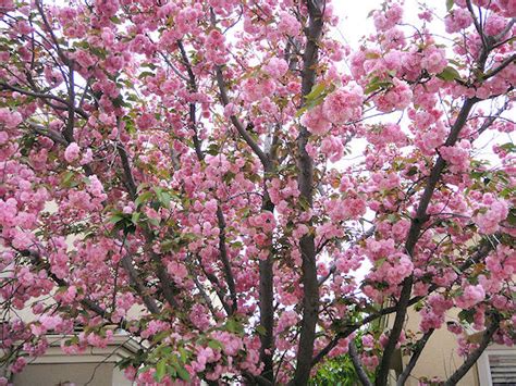 There are 2 types of cherry tree: Left Field Wander: Kwanzan Cherry Blossoms