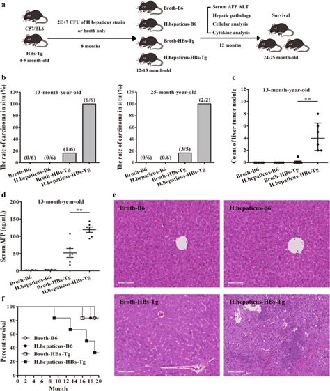 Helicobacter Hepaticus Potentiated Hepatocellular Tumorigenesis In