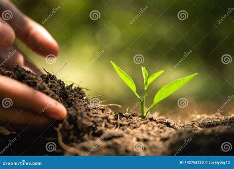 The Hand That Is Planting Trees To Grow Help The World Environmental
