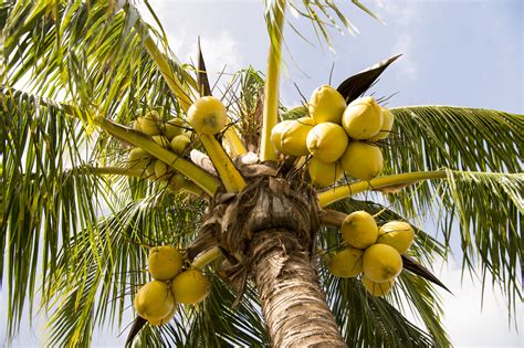 Coconut Tree Vs Palm Tree Whats The Difference Peppers Home And Garden