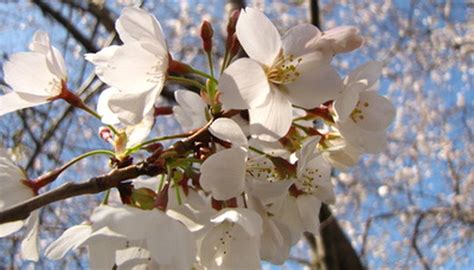 Common Flowering Trees In Virginia Garden Guides