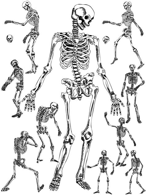 Skeleton Vector At Collection Of Skeleton Vector Free