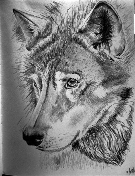Wolves have a distinctive appearance that sets them apart even from more wolfish dogs like huskies. 19+ Amazing Collection Of Wolf Drawing | Design Trends ...