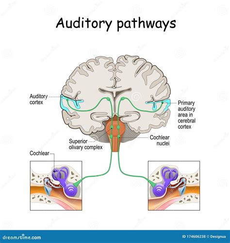 Auditory Pathways From Cochlea In Ear To Cortex In Brain Stock Vector