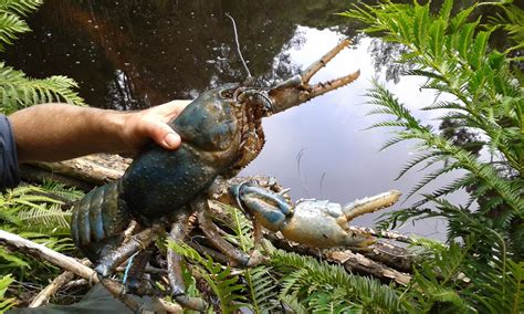 Giant Freshwater Crayfish Recovery Project Newsletter Issue 1 July