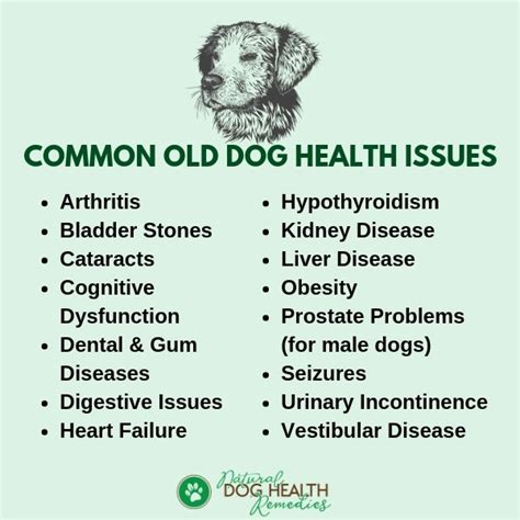 Common Old Dog Health Problems And Symptoms