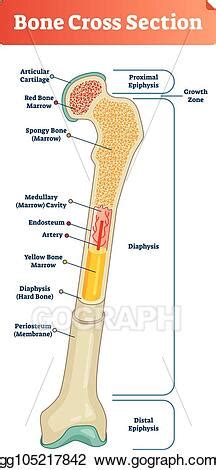 Spongy bone is composed of trabeculae that contain the osteocytes. Vector Art - Vector illustration scheme of bone cross ...