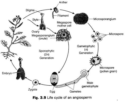 Life Cycle Of Angiosperm Diagram Slidesharetrick