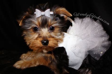 Some of our past breeds include all of our puppies are raised in a social family environment. Female Teacup Yorkie Puppies For Sale in TX | Wendys Yorkies