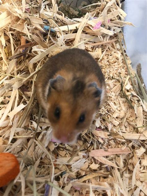 Syrian Baby Hamsters In Dunfermline Fife Gumtree