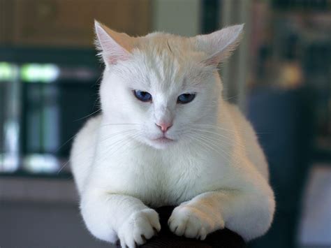 Les chats dorment dans des positions bizarres, la preuve avec une compilation de 30 images de sommeil félin insolite. Image libre: mignon, animal de compagnie, portrait, oeil ...