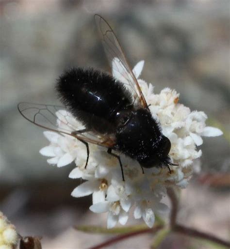 Hairy Black Bee Fly Lordotus Bugguidenet