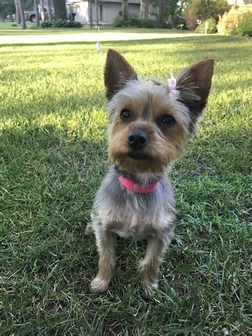 Yorkie, biewer terriers puppies for sale. View Ad: Yorkshire Terrier Puppy for Sale, Minnesota, WYOMING, USA