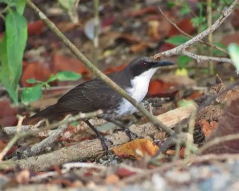 Endemic Animals Of Martinique