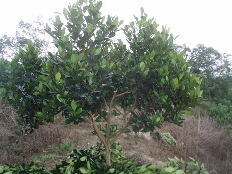 Daun pakis ini adalah tebal dan berwarna hijau. Jackfruit(Nangka): Cantasan( Prunning)........