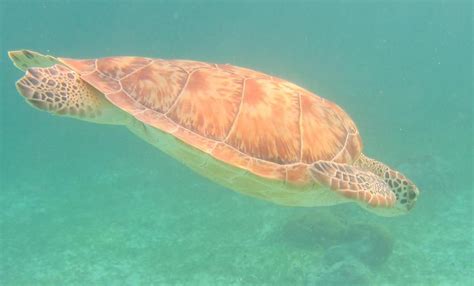 Sea Turtle From Belize Trip Belize Sea Turtle Fish Trip Amazing