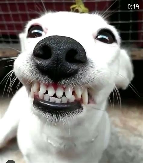 Smile Smiling Animals Cute Dogs Funny Animal Pictures