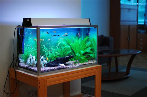 Fish Tank Freshwater Aquarium Talk