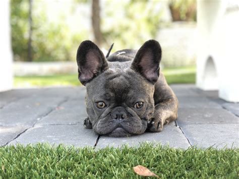 Blue Frenchie Puppy 8 months old (With images) | Frenchie puppy ...