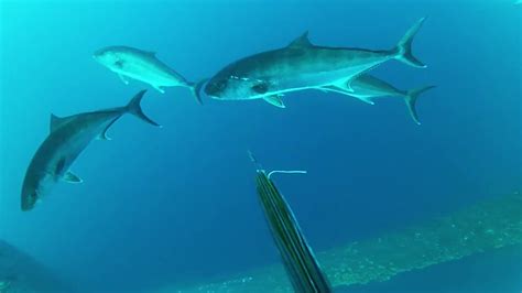 Texas Amberjack Dive1 Youtube