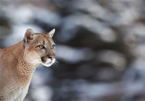 What Do Cougars Look Like Telegraph