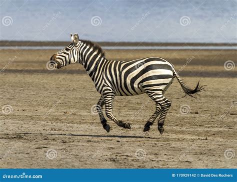 Plains Zebra Running Stock Photo Image Of Quagga Animal 170929142