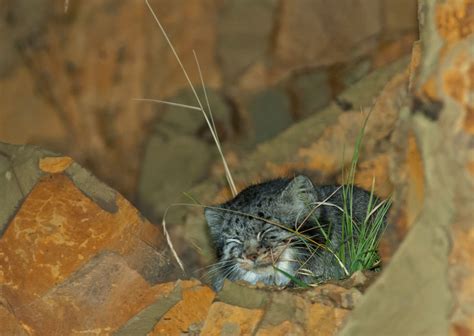Seeing Wild Cats In Their Natural Habitat Heres What I Saw In Tibet