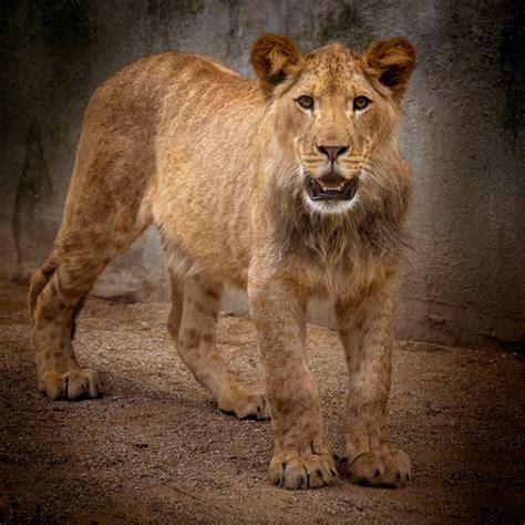 Lioness Free Stock Photo Public Domain Pictures