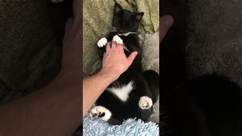 My Cat Loves Belly Rubs Shorts Youtube
