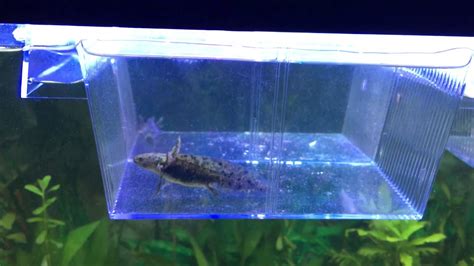 10 Gallon Axolotl Tank