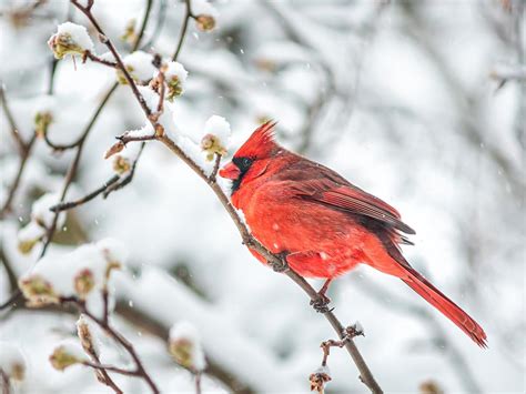 Northern Cardinals In Winter Location Behavior Survival Birdfact