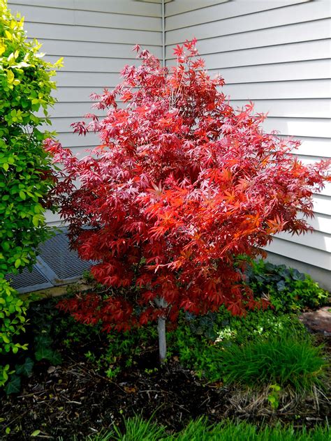 Dwarf Red Japanese Maple Tree Viewing Gallery