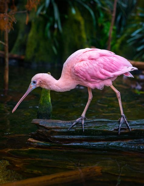 Pink Things: 50+ Things That Are Pink in Nature • Colors ...