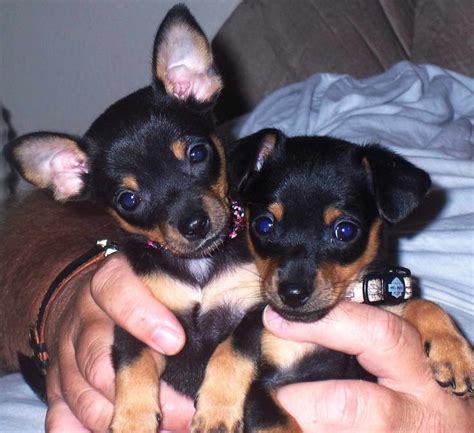 Chihuahua Min Pin Mix Puppies For Sale Petsidi