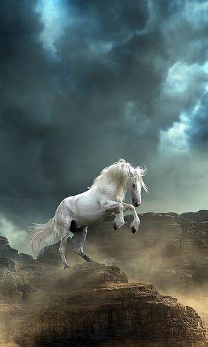 Majestic Horse Beautiful Horses Pinterest