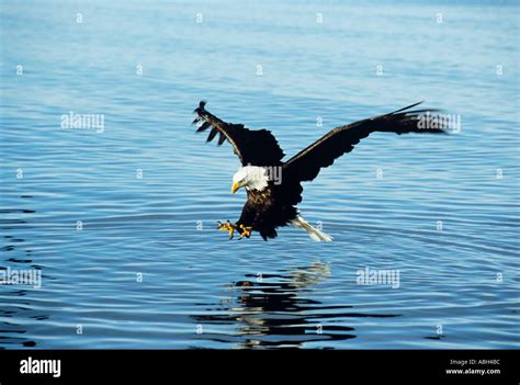 Swooping Eagle High Resolution Stock Photography And Images Alamy