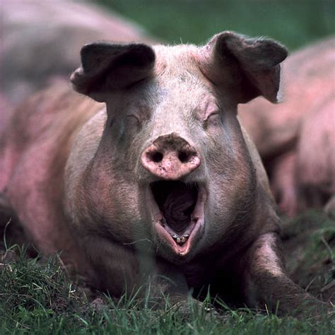 Whats So Funny Hogs Photo Album Getty Images