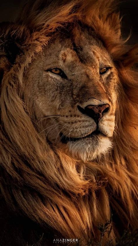 Wallpapers Lion Wallpaper Wild Animal Wallpaper Lion Pictures
